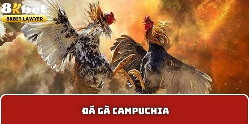 Đá Gà Campuchia 8KBET - Cá Cược Trực Tiếp Tại Nhà Cực Hot