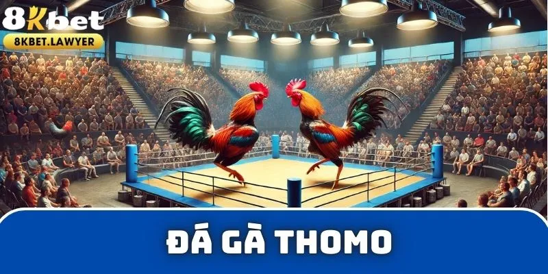 Đá gà Thomo tại 8KBET