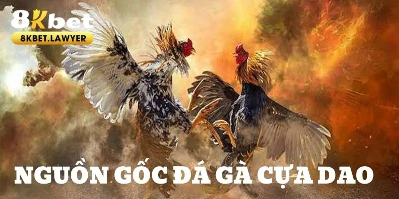 Đá gà cựa dạo lịch sử và nguồn gốc